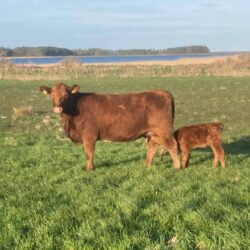 Kalv der dier på eng_SG