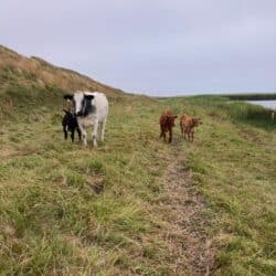 Ko og kalve på Eng_SG