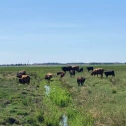 Køer og kalve på eng med vand_SG