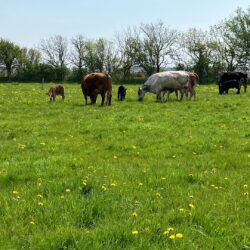 Køer og kalve på græs_SG