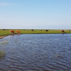 Køer og kalve ved sø_SG
