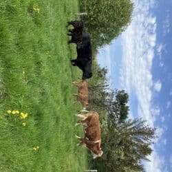 Køer og kalve_græs i plet_2_SG