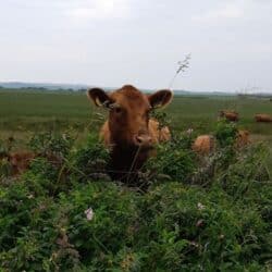 Limousin-ko ved hegn_zoom_SG