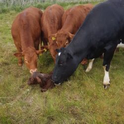 Nyfødt kalv slikkes ren af køer_SG